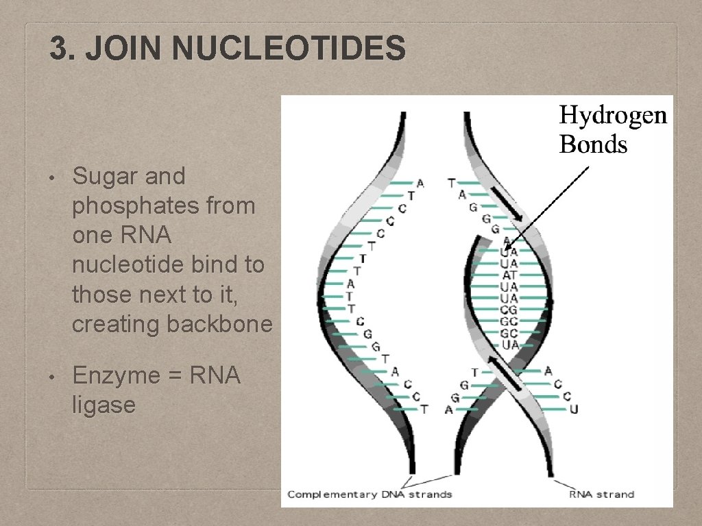 3. JOIN NUCLEOTIDES • Sugar and phosphates from one RNA nucleotide bind to those