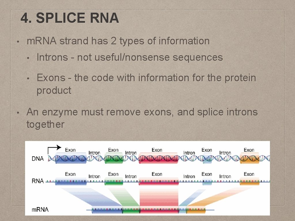 4. SPLICE RNA • • m. RNA strand has 2 types of information •