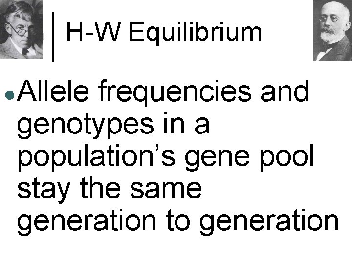 H-W Equilibrium ●Allele frequencies and genotypes in a population’s gene pool stay the same
