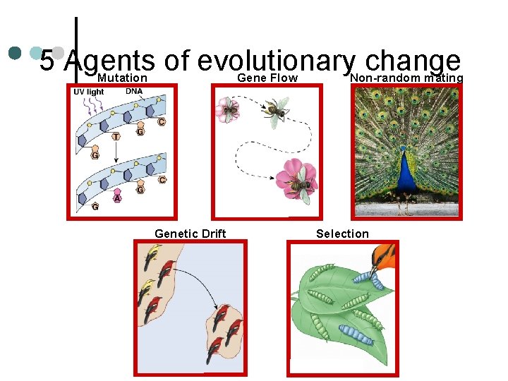 5 Agents of evolutionary change Mutation Gene Flow Non-random mating Genetic Drift Selection 