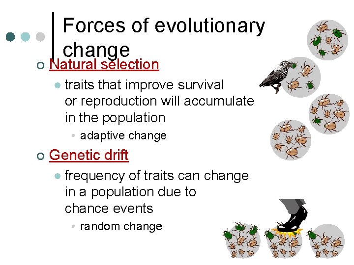 ¢ Forces of evolutionary change Natural selection l traits that improve survival or reproduction