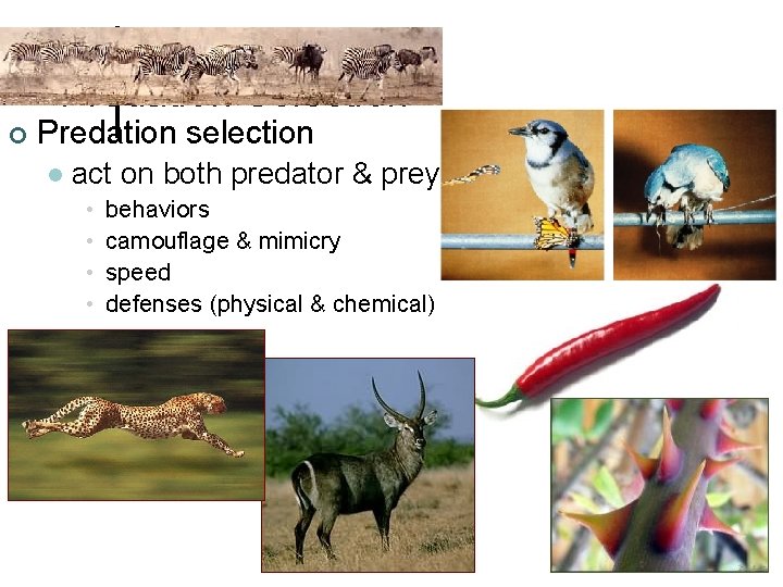 Predation Selection ¢ Predation selection l act on both predator & prey • •