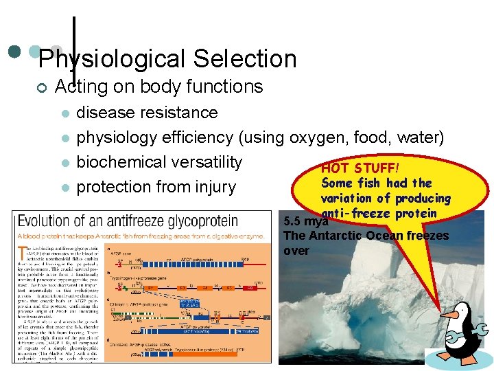 Physiological Selection ¢ Acting on body functions l l disease resistance physiology efficiency (using