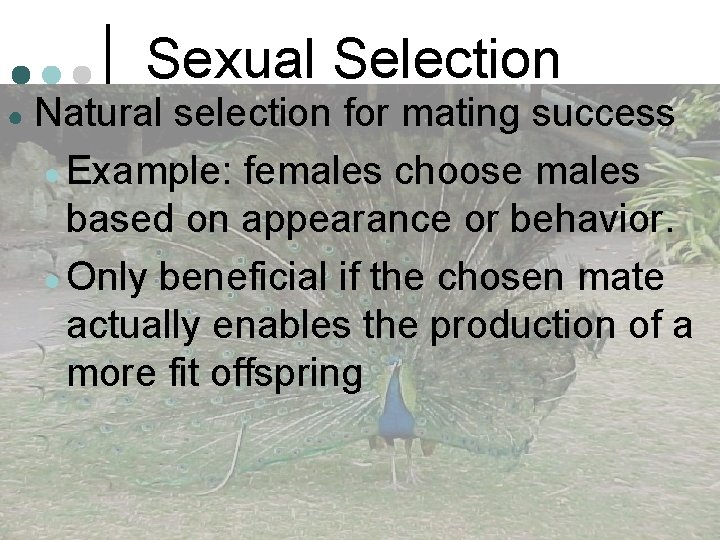 Sexual Selection ● Natural selection for mating success ● Example: females choose males based