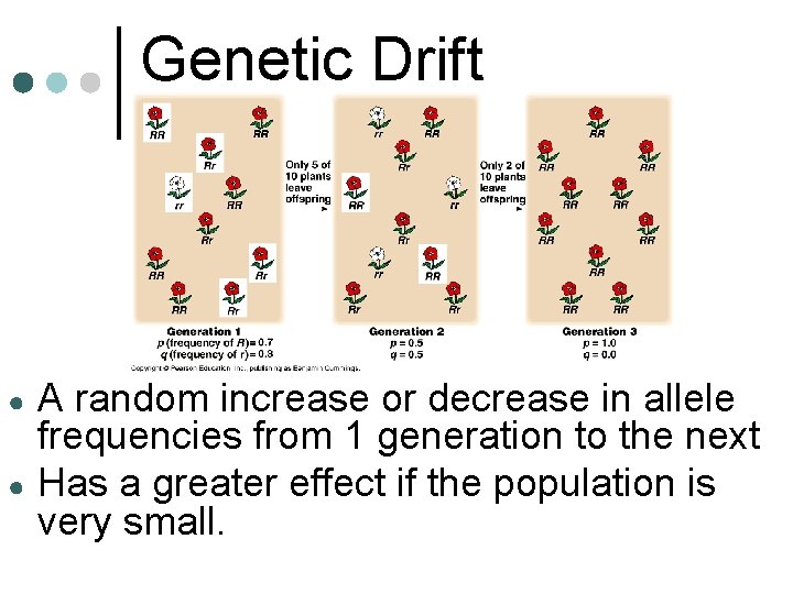 Genetic Drift ● ● A random increase or decrease in allele frequencies from 1