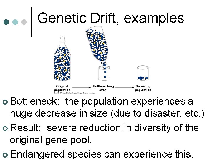 Genetic Drift, examples ¢ Bottleneck: the population experiences a huge decrease in size (due