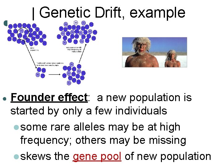 Genetic Drift, example ● Founder effect: a new population is started by only a