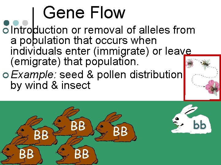 Gene Flow ¢ Introduction or removal of alleles from a population that occurs when