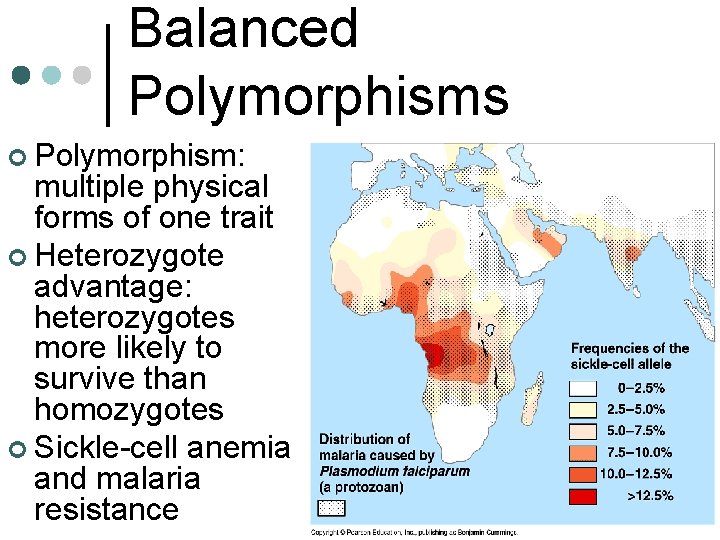 Balanced Polymorphisms ¢ Polymorphism: multiple physical forms of one trait ¢ Heterozygote advantage: heterozygotes