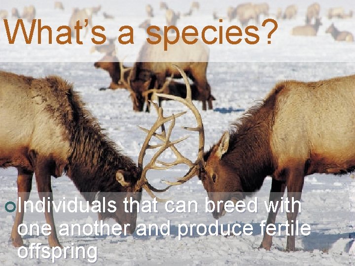 What’s a species? ¢Individuals that can breed with one another and produce fertile offspring