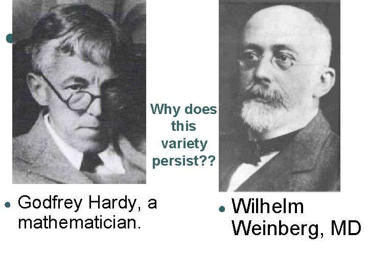 Why does this variety persist? ? ● Godfrey Hardy, a mathematician. ● Wilhelm Weinberg,
