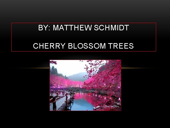 BY: MATTHEW SCHMIDT CHERRY BLOSSOM TREES 