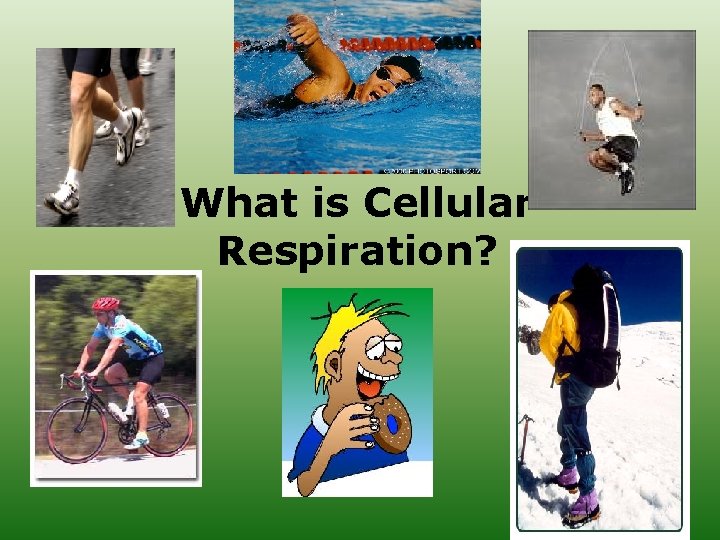 What is Cellular Respiration? 