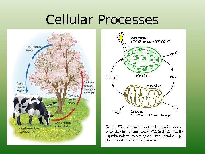 Cellular Processes 
