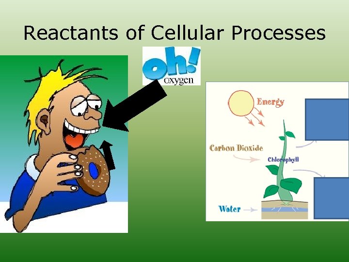 Reactants of Cellular Processes 