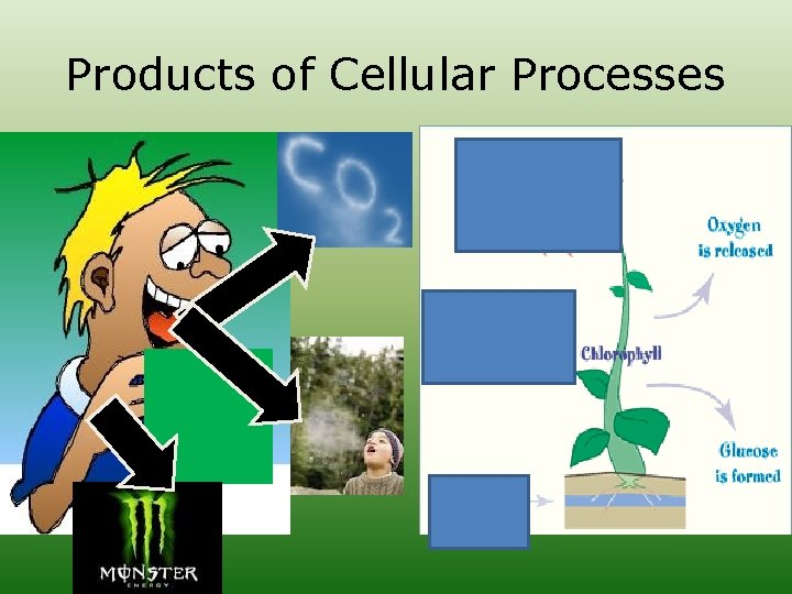 Products of Cellular Processes 
