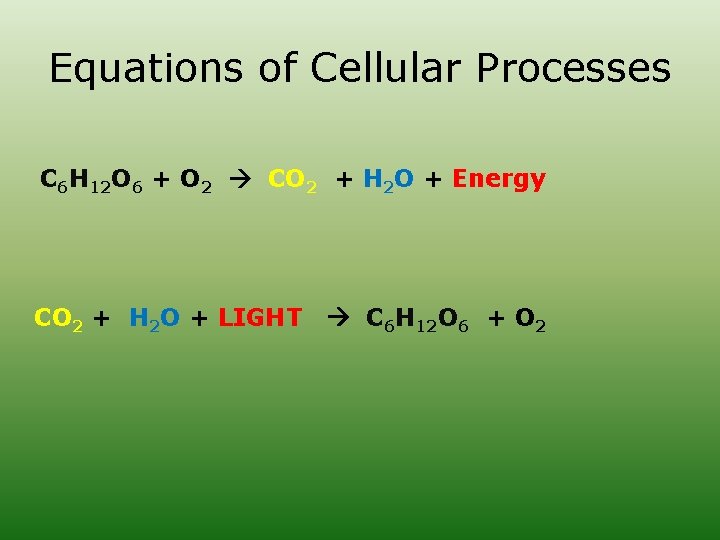 Equations of Cellular Processes C 6 H 12 O 6 + O 2 CO