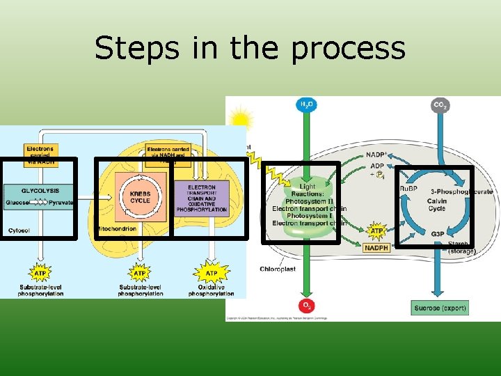 Steps in the process 