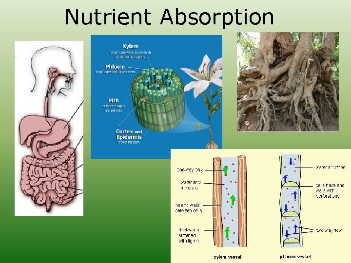 Nutrient Absorption 