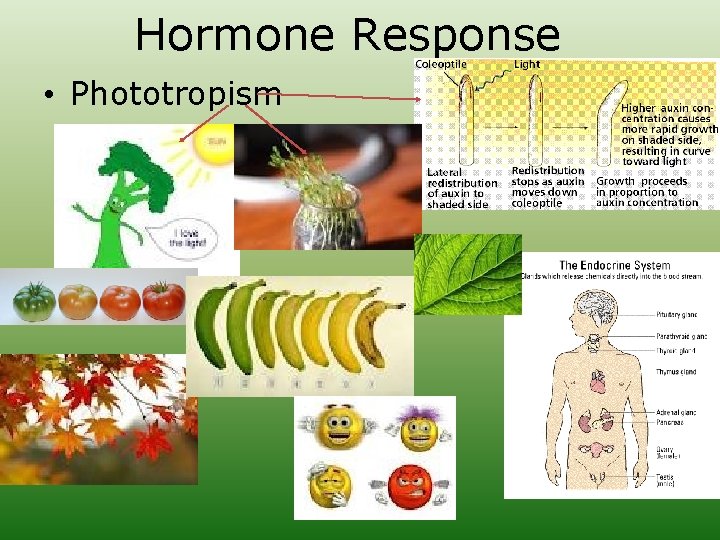 Hormone Response • Phototropism 
