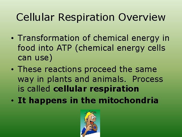 Cellular Respiration Overview • Transformation of chemical energy in food into ATP (chemical energy