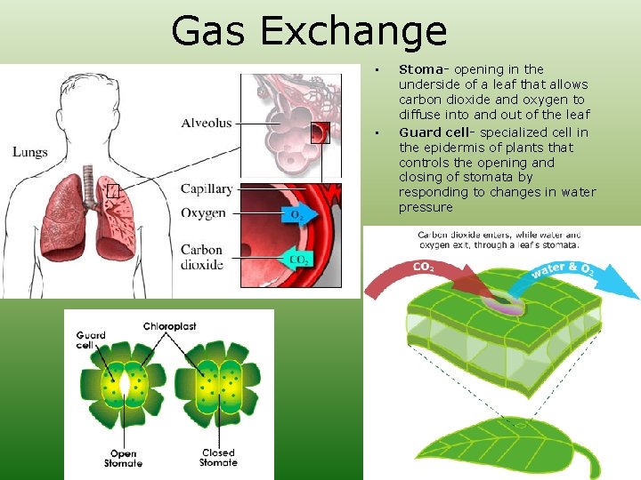 Gas Exchange • • Stoma- opening in the underside of a leaf that allows