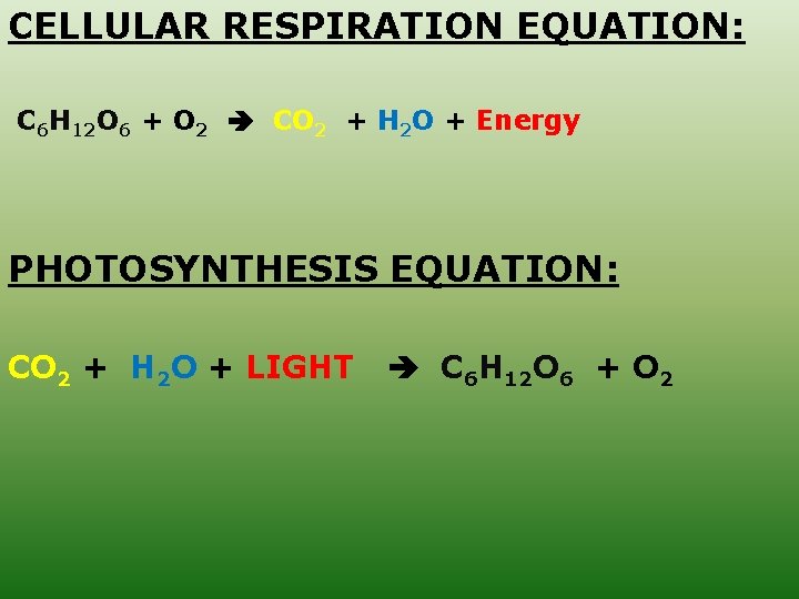 CELLULAR RESPIRATION EQUATION: C 6 H 12 O 6 + O 2 CO 2