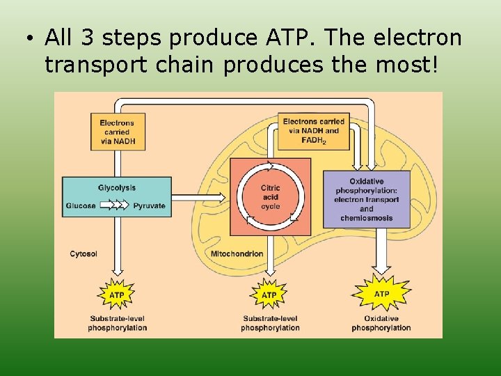  • All 3 steps produce ATP. The electron transport chain produces the most!