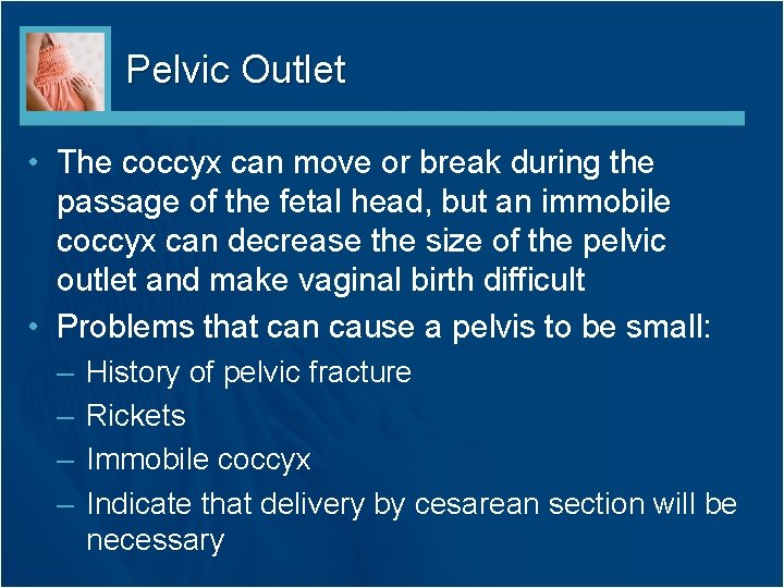 Pelvic Outlet • The coccyx can move or break during the passage of the Pelvic Outlet • The coccyx can move or break during the passage of the