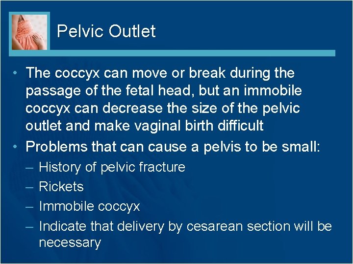 Pelvic Outlet • The coccyx can move or break during the passage of the