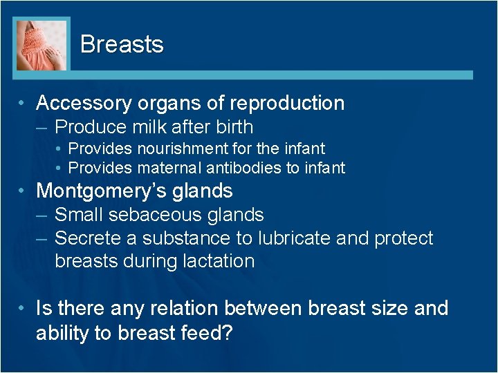 Breasts • Accessory organs of reproduction – Produce milk after birth • Provides nourishment Breasts • Accessory organs of reproduction – Produce milk after birth • Provides nourishment