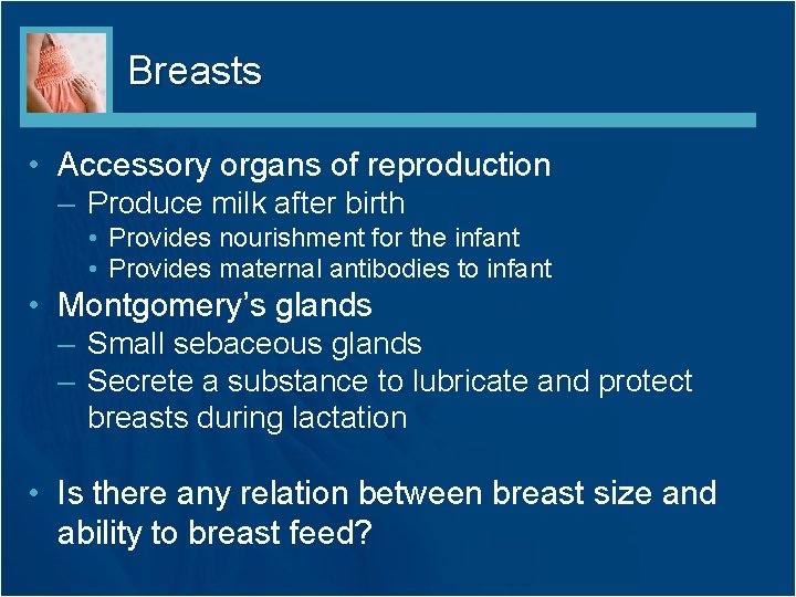 Breasts • Accessory organs of reproduction – Produce milk after birth • Provides nourishment