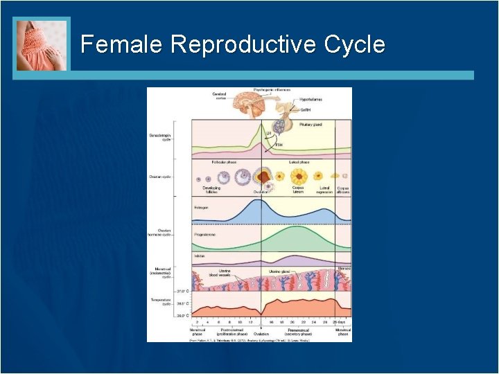 Female Reproductive Cycle Female Reproductive Cycle