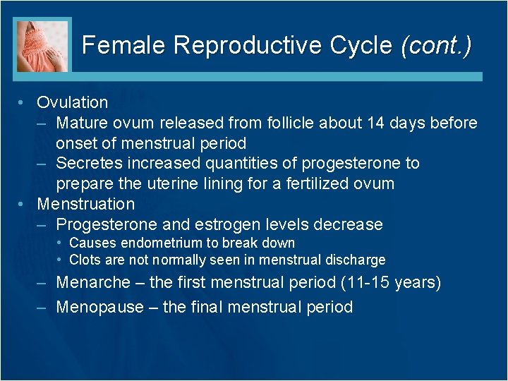 Female Reproductive Cycle (cont. ) • Ovulation – Mature ovum released from follicle about Female Reproductive Cycle (cont. ) • Ovulation – Mature ovum released from follicle about