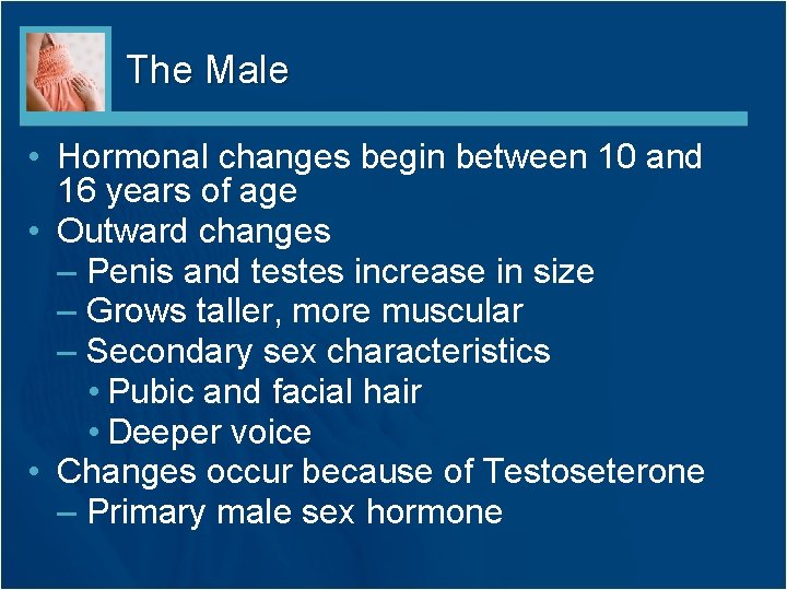 The Male • Hormonal changes begin between 10 and 16 years of age • The Male • Hormonal changes begin between 10 and 16 years of age •