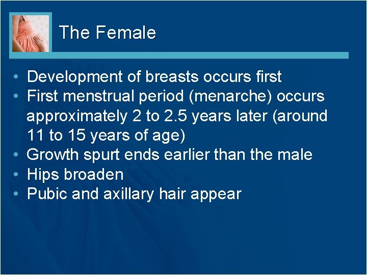 The Female • Development of breasts occurs first • First menstrual period (menarche) occurs