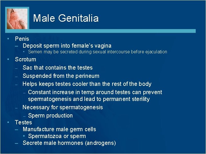 Male Genitalia • Penis – Deposit sperm into female’s vagina • Semen may be