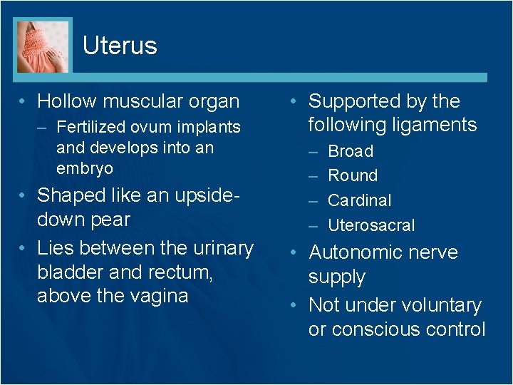 Uterus • Hollow muscular organ – Fertilized ovum implants and develops into an embryo Uterus • Hollow muscular organ – Fertilized ovum implants and develops into an embryo
