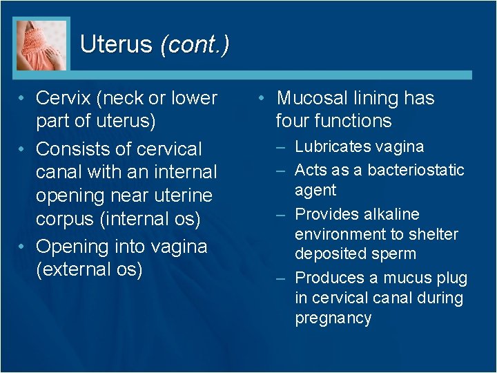 Uterus (cont. ) • Cervix (neck or lower part of uterus) • Consists of