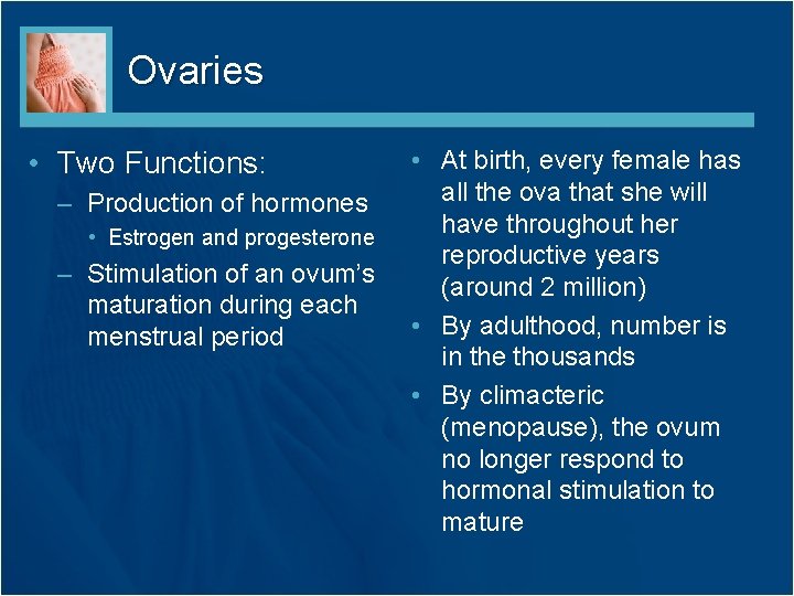 Ovaries • Two Functions: – Production of hormones • Estrogen and progesterone – Stimulation