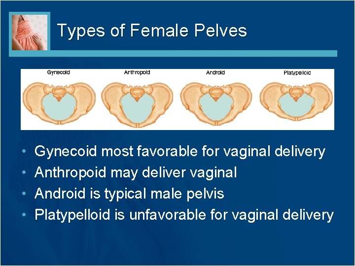 Types of Female Pelves • • Gynecoid most favorable for vaginal delivery Anthropoid may Types of Female Pelves • • Gynecoid most favorable for vaginal delivery Anthropoid may
