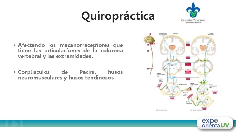 Quiropráctica • Afectando los mecanorreceptores que tiene las articulaciones de la columna vertebral y