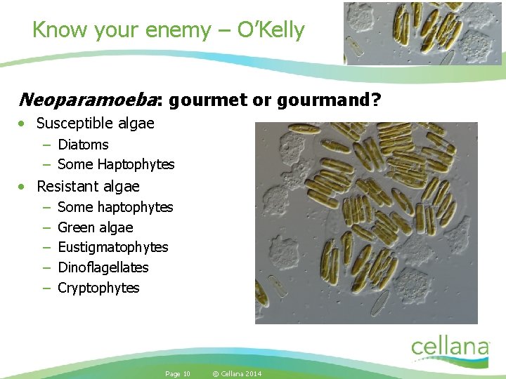 Know your enemy – O’Kelly Neoparamoeba: gourmet or gourmand? • Susceptible algae – Diatoms