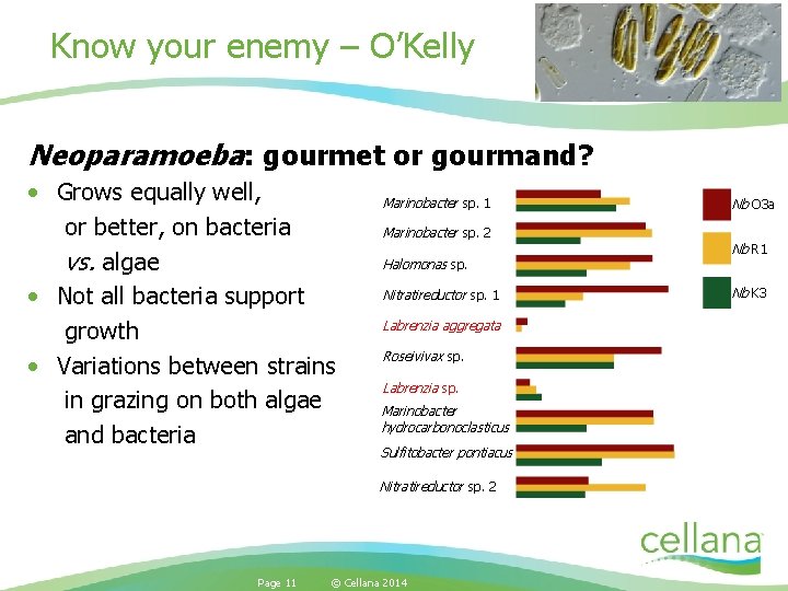 Know your enemy – O’Kelly Neoparamoeba: gourmet or gourmand? • Grows equally well, or