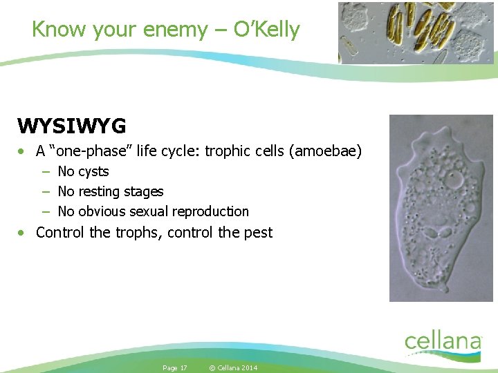 Know your enemy – O’Kelly WYSIWYG • A “one-phase” life cycle: trophic cells (amoebae)