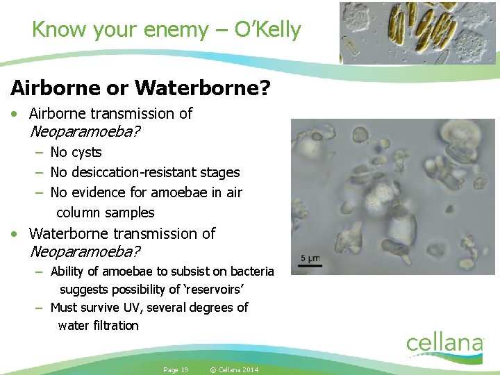 Know your enemy – O’Kelly Airborne or Waterborne? • Airborne transmission of Neoparamoeba? –