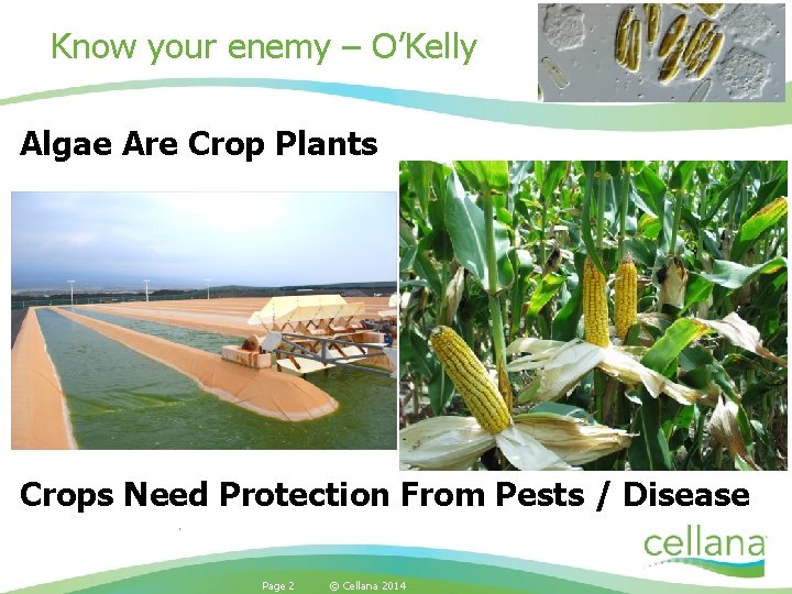 Know your enemy – O’Kelly Algae Are Crop Plants Crops Need Protection From Pests