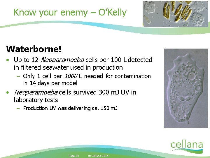 Know your enemy – O’Kelly Waterborne! • Up to 12 Neoparamoeba cells per 100