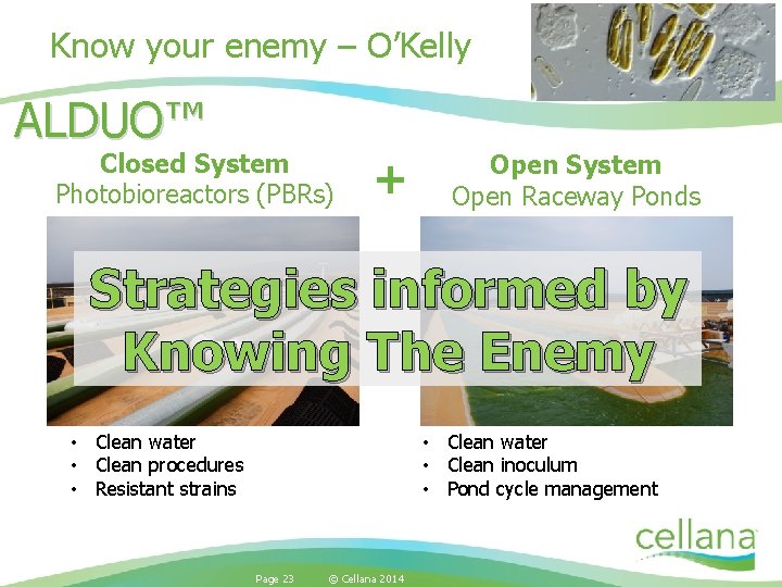 Know your enemy – O’Kelly ALDUO™ Closed System Photobioreactors (PBRs) + Open System Open