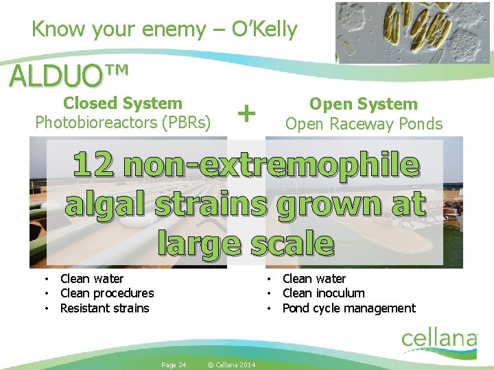 Know your enemy – O’Kelly ALDUO™ Closed System Photobioreactors (PBRs) + Open System Open